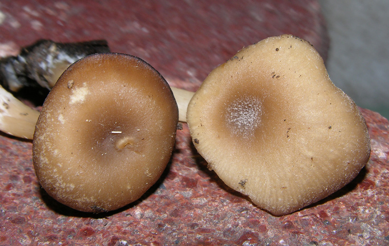 Ci vedrei una Simocybe sp....ma non mi tornano i conti....